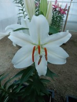 [4312 Nobel GA No202.JPG]